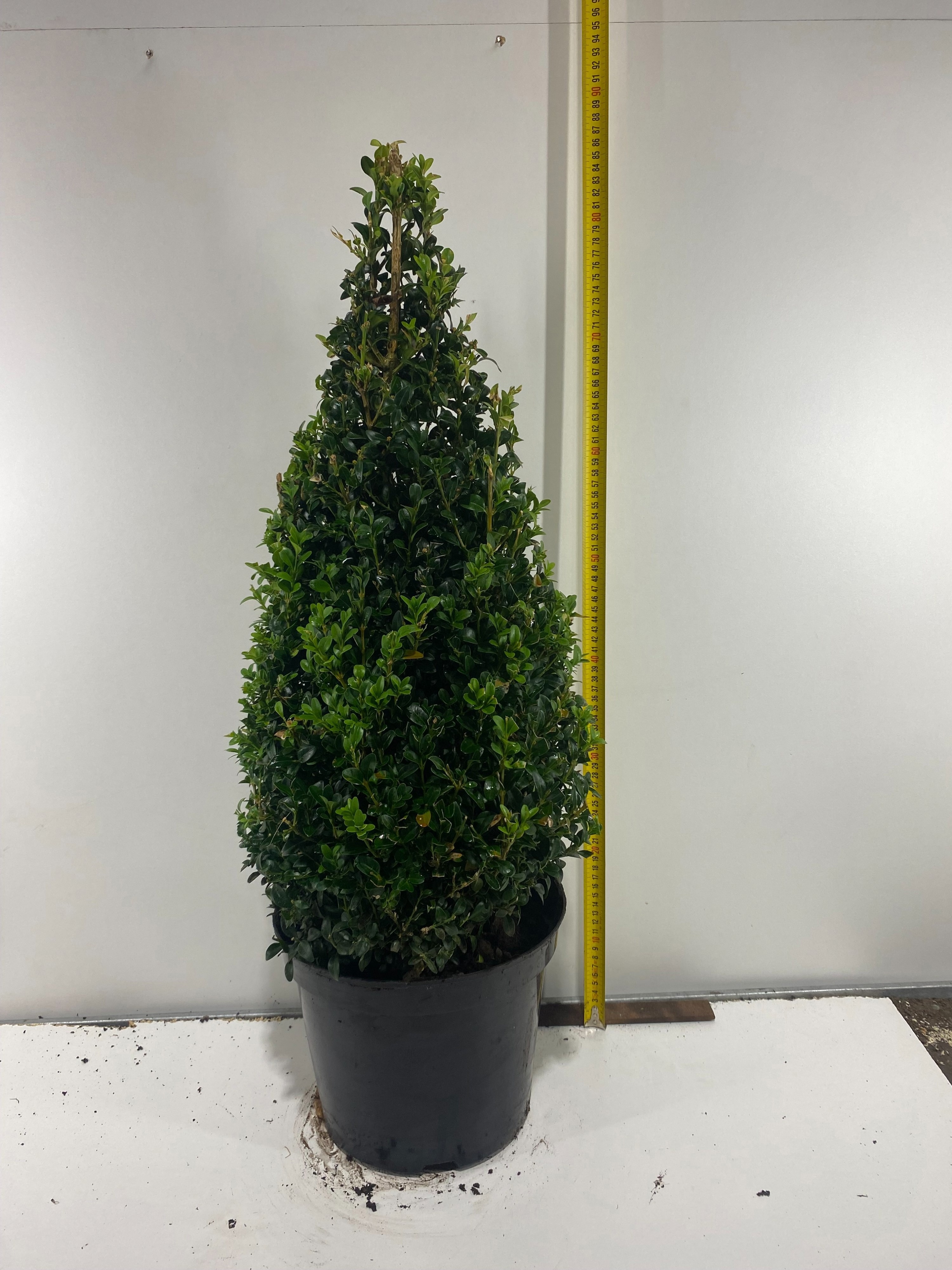 Buxu Sempervirens 26Ø 90cm