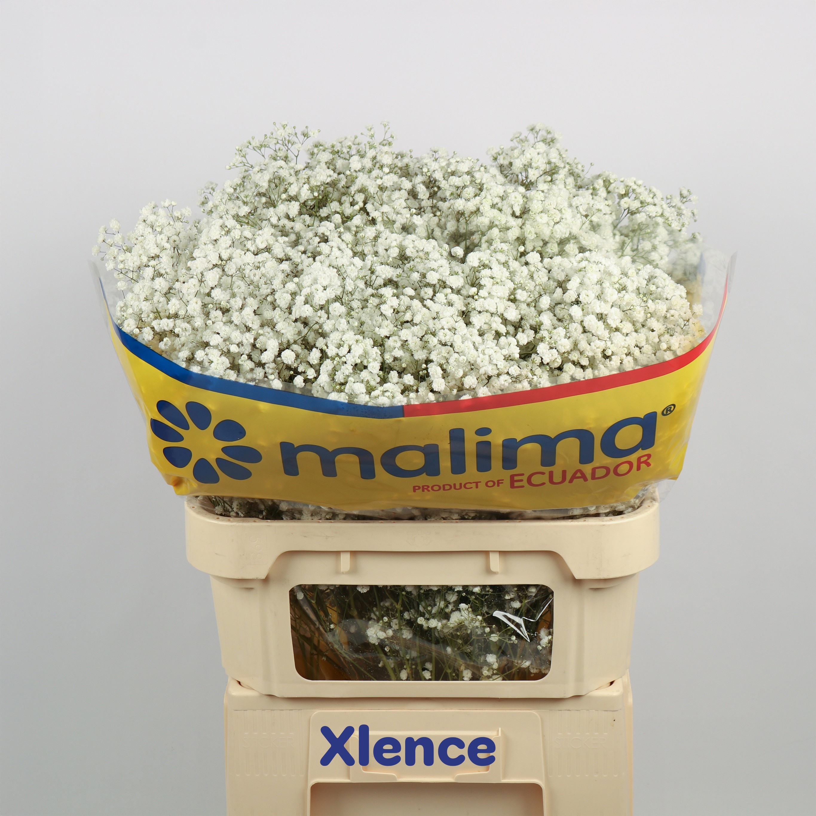 Gyps Pa Xlence