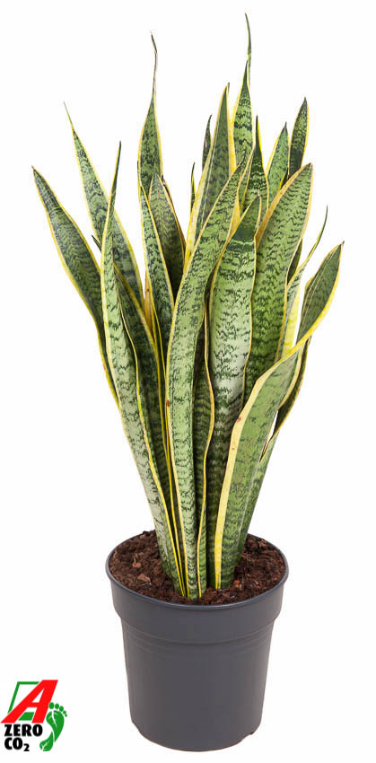 Picture of Sansevieria laurentii P24 90cm (LOOSE)