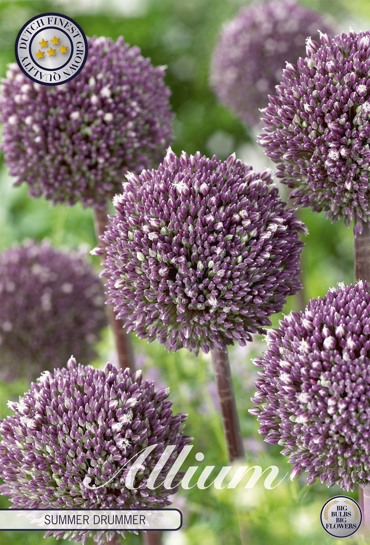 Allium Summer Drummer x 3