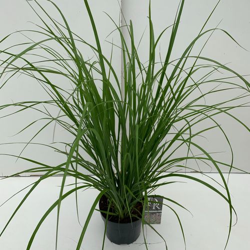 Pennisetum 'Red Head' p19 Cammeraat