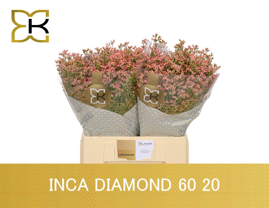 Limonium Sin Inca Diamond 60cm 20gram