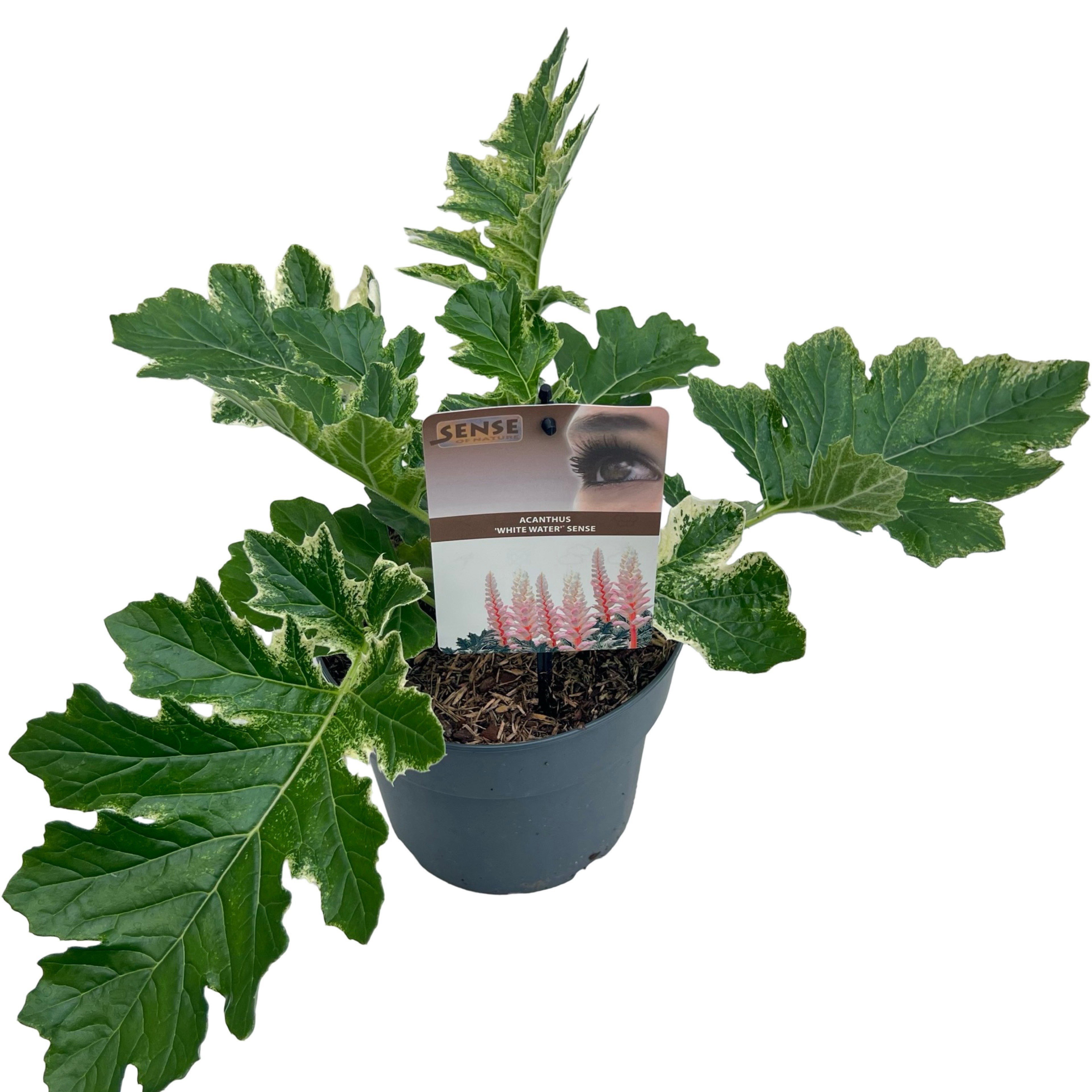 Acanthus 'White Water' sense
