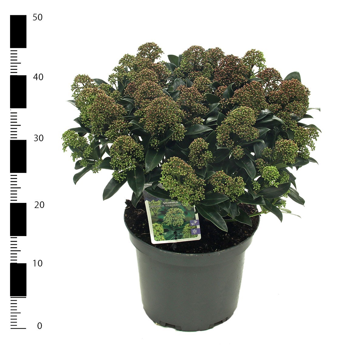 Picture of Skimmia jap. 'Fragrant Cloud'