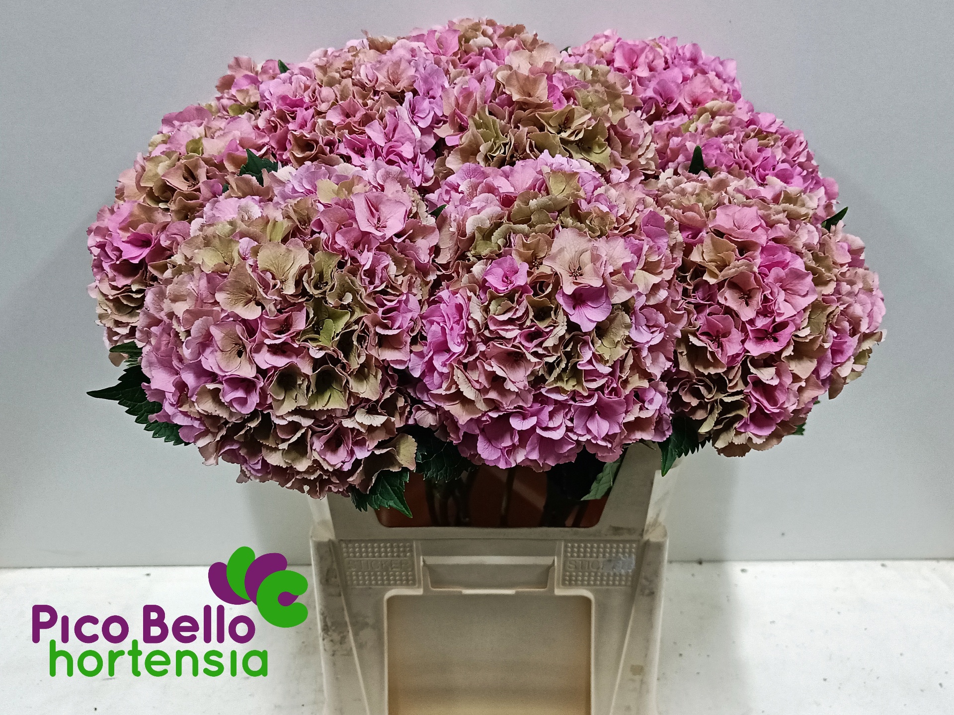 Hydrangea Royal Parade Classic 80cm 22Ø