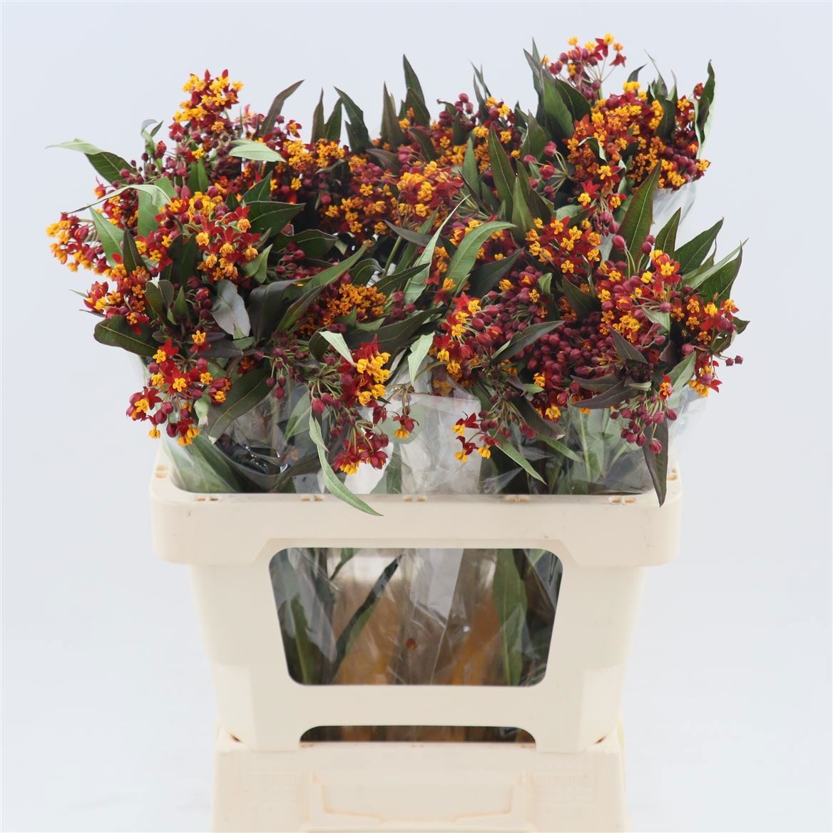 Asclepias Red Beauty 60cm