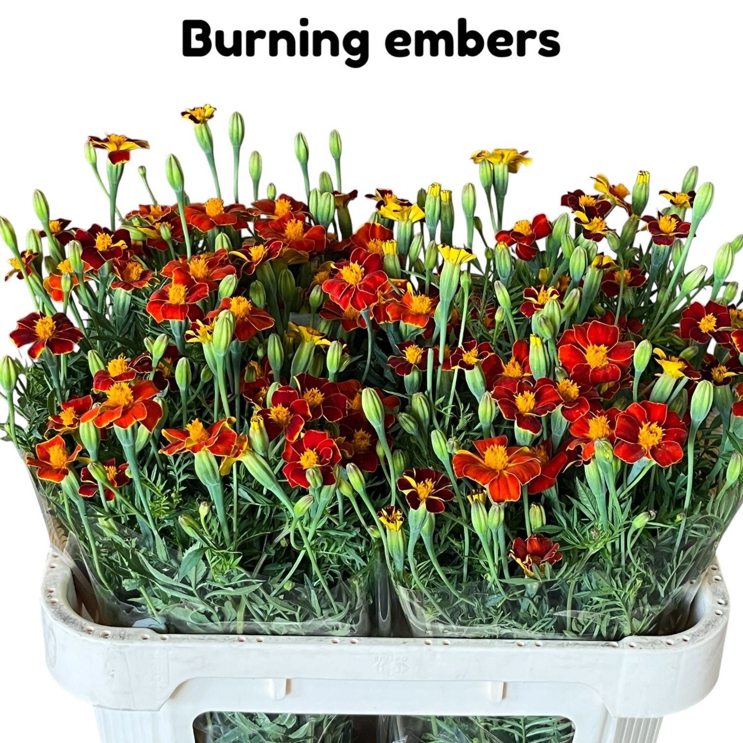 Tage Burning Embers 70cm