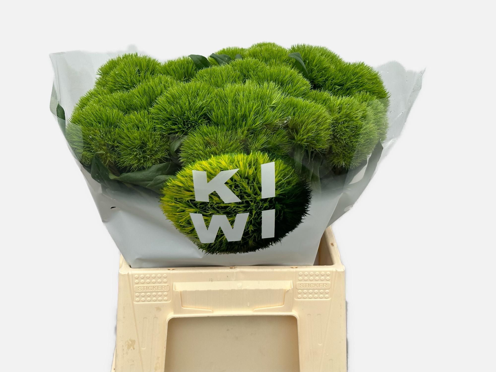 Dianthus Barb Kiwi Mellow 45cm