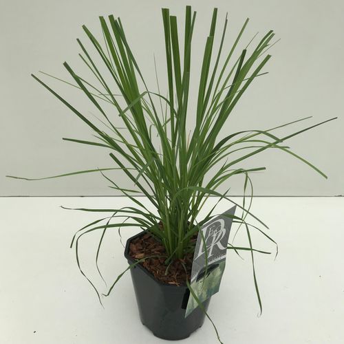 Cortaderia sell. 'Pumila' p17 Cammeraat
