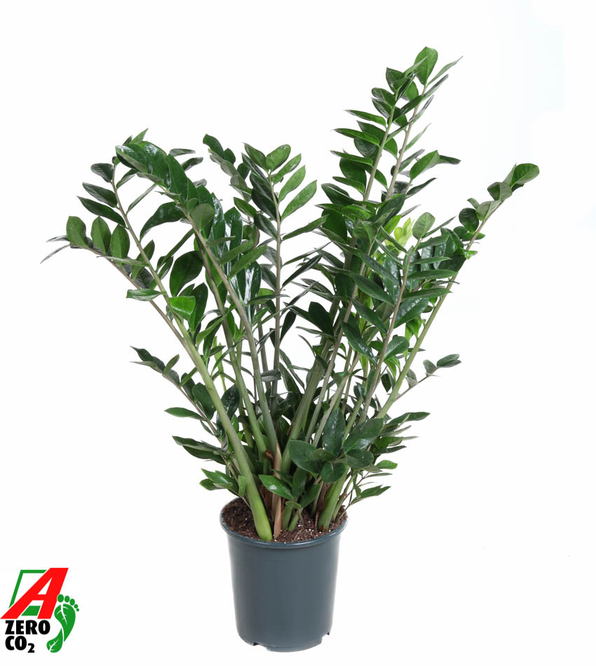 Picture of Zamioculcas zamiifolia P27 100CM (LOOSE)