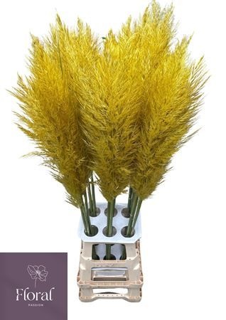Cortaderia Selloana Dried 120cm