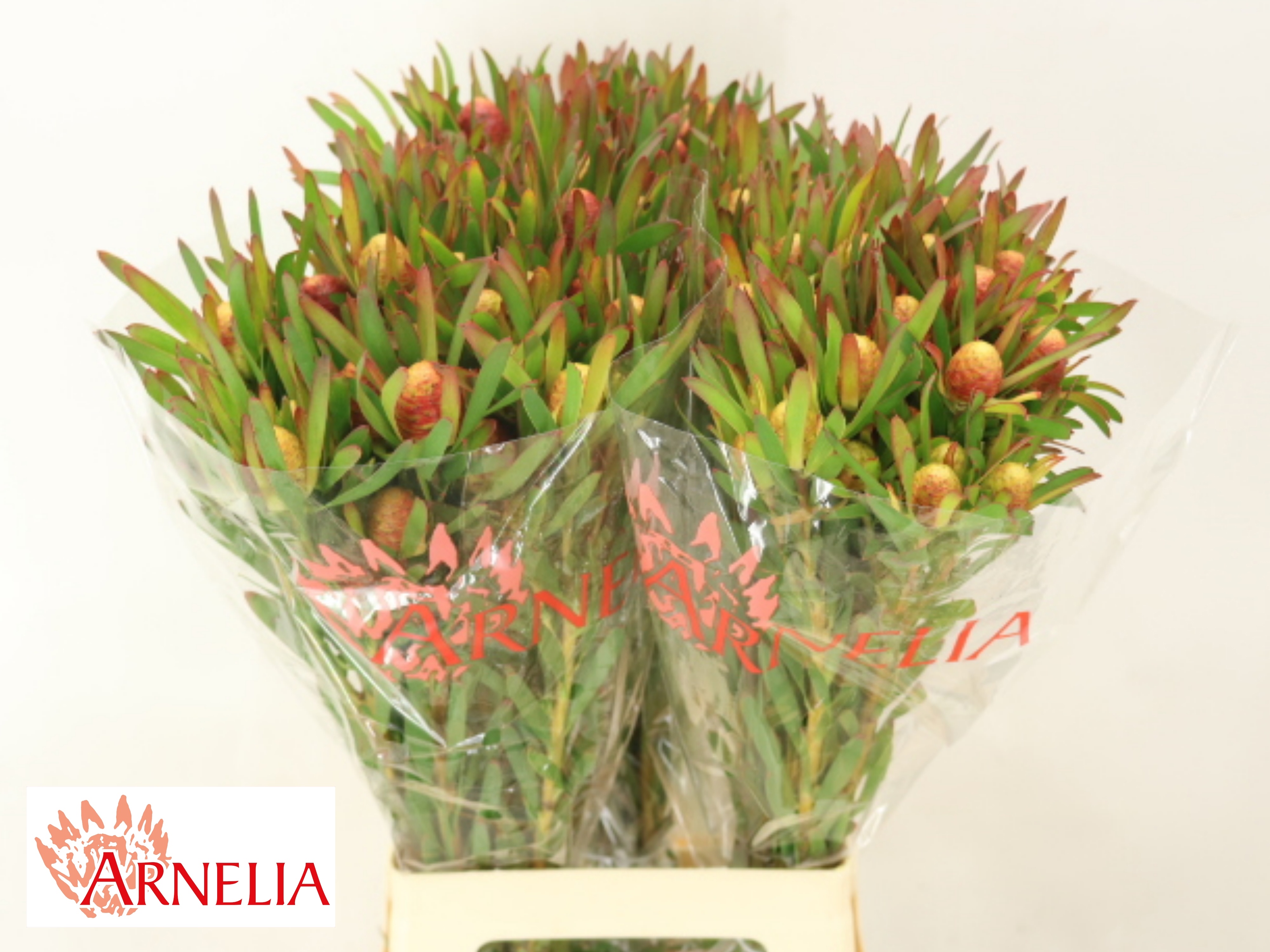 Leucad Ayoba Ch Pear 70cm