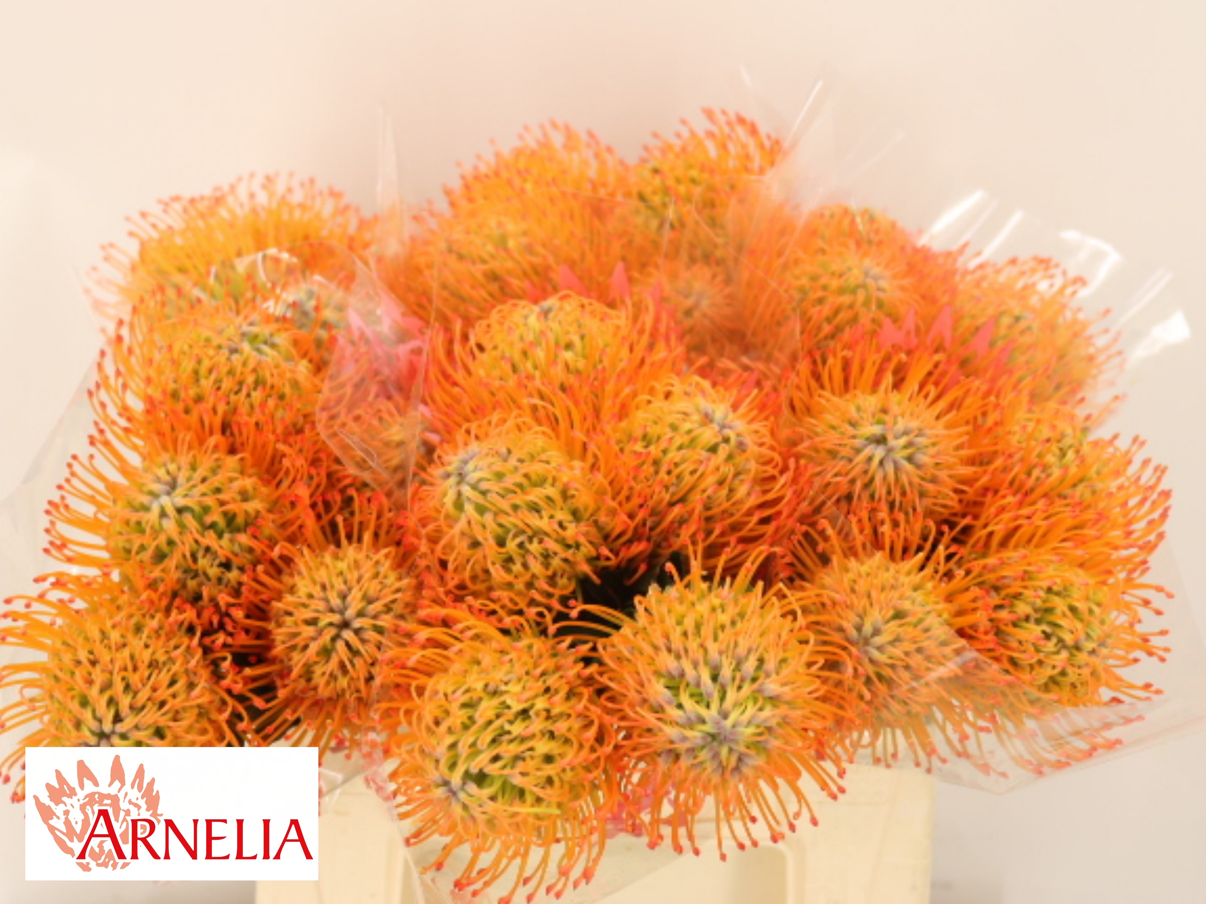Leucospermum Ayoba Sun 35cm