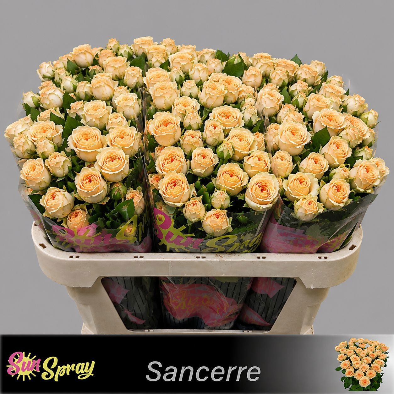 Rosa Spr Sancerre 70cm