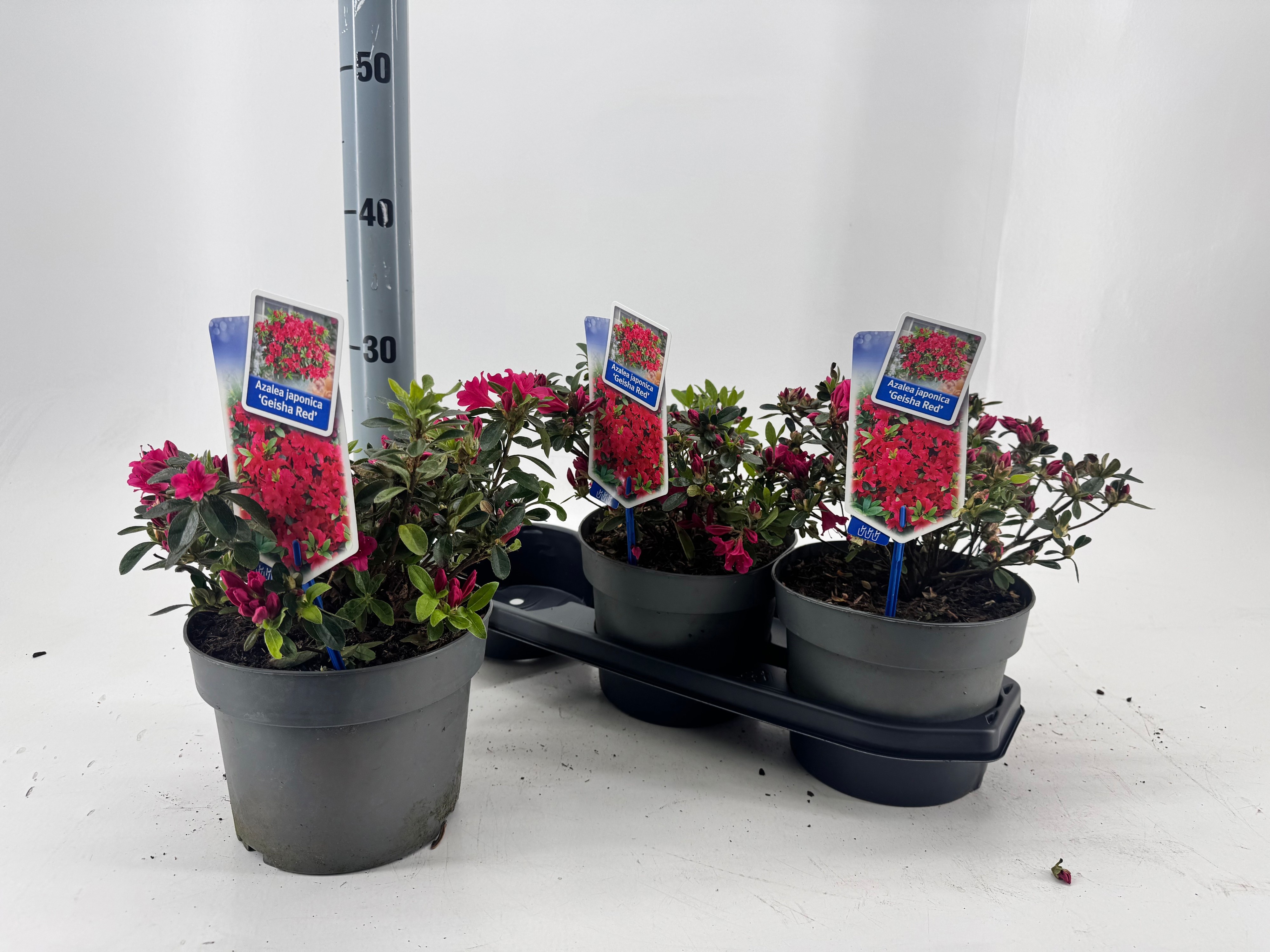welcher rhododendron wchst schnell Rhododendron Madame Masson | 80-100 cm im Topf