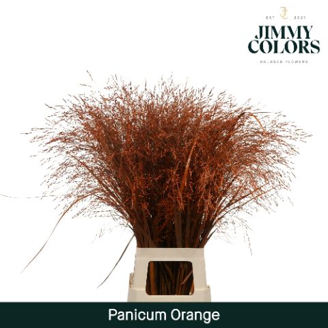 Panicum L90 Orange
