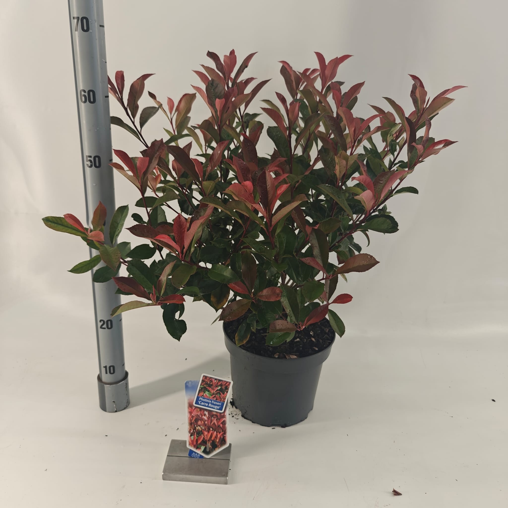 Picture of Photinia fraseri 'Carré Rouge'