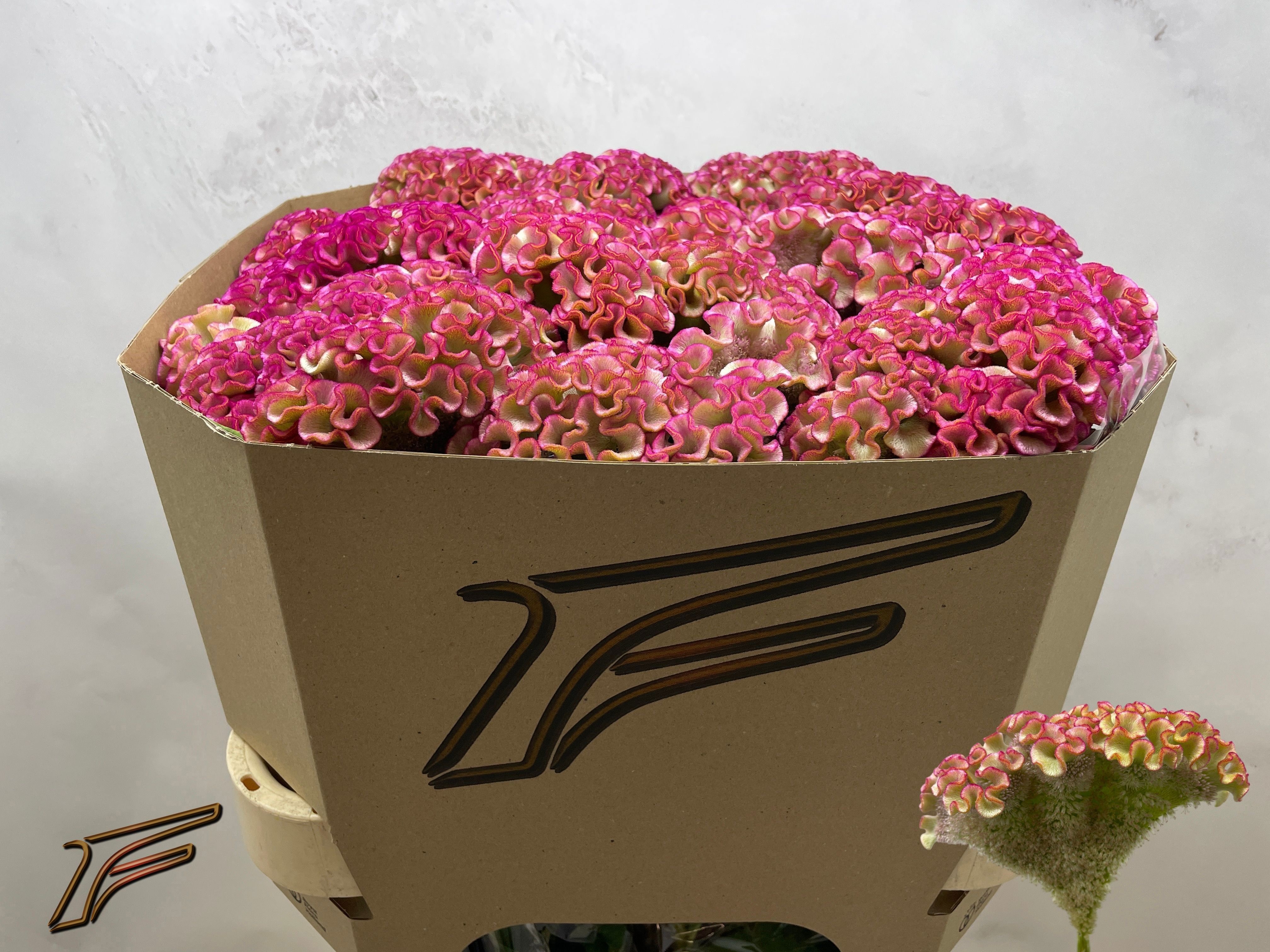 Celosia Act Bar Bossa 80cm