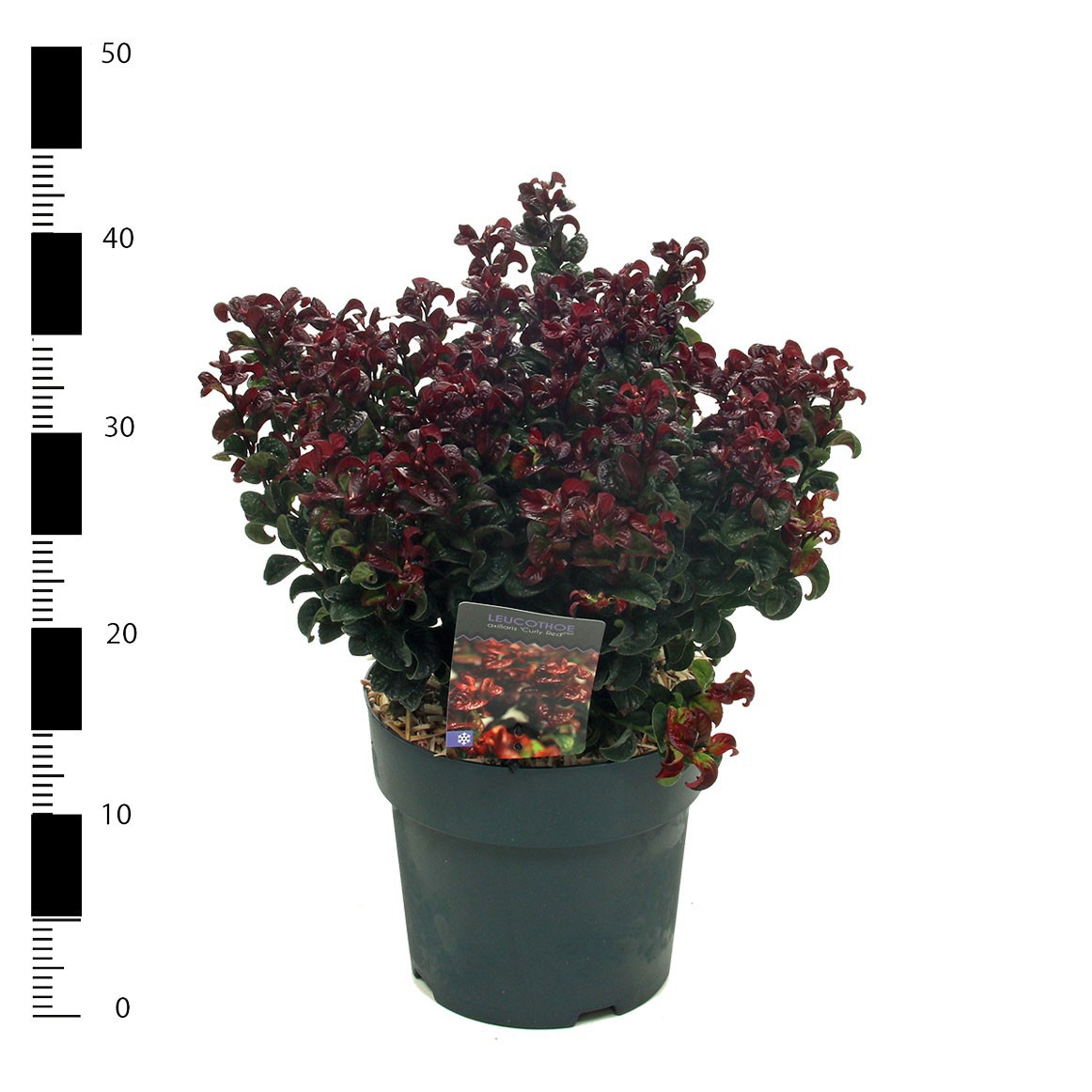 Picture of Leucothoe axillaris 'Curly Red'