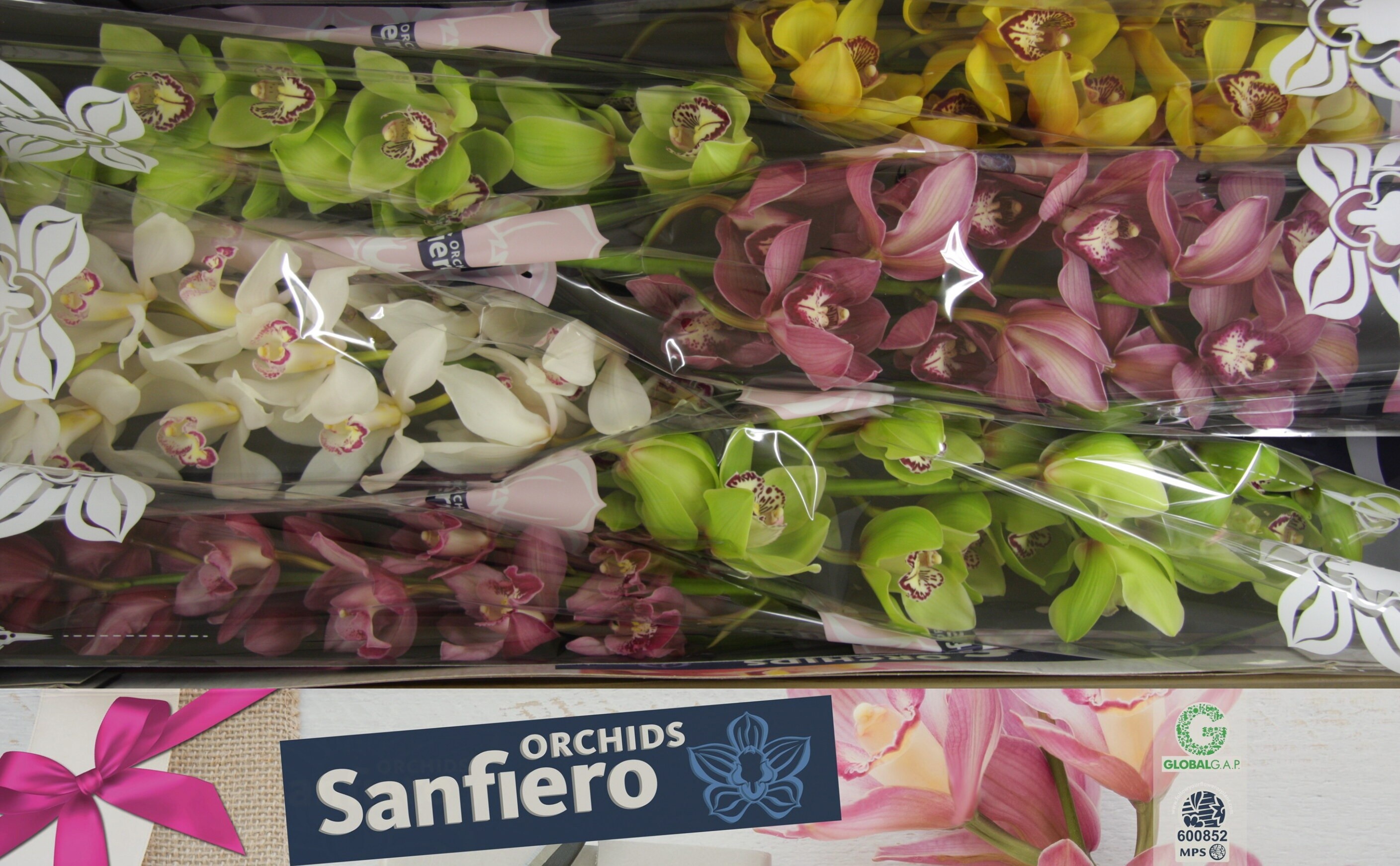 Cymbidium Asst 13bl