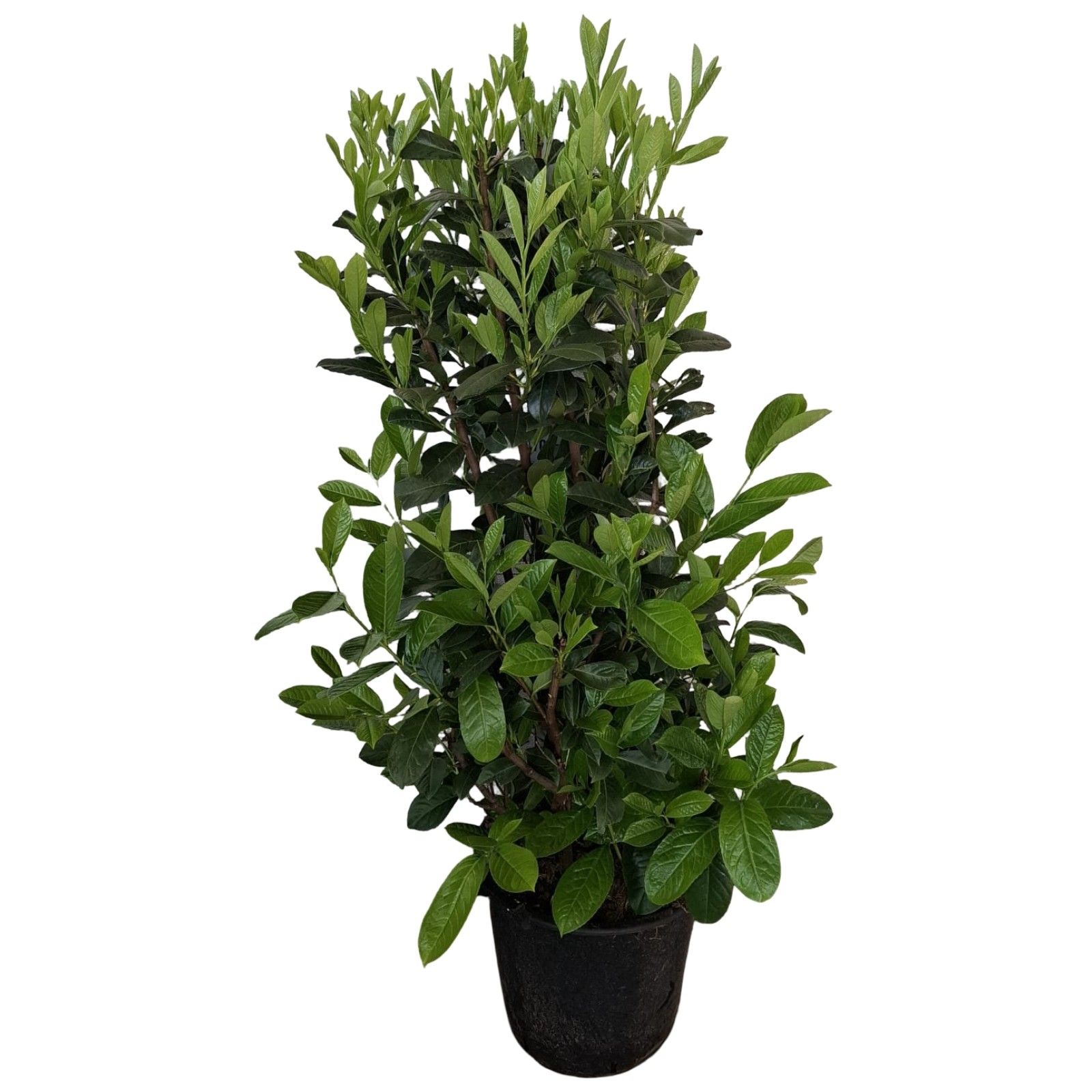Picture of Prunus laurocerasus Rotundifolia C30