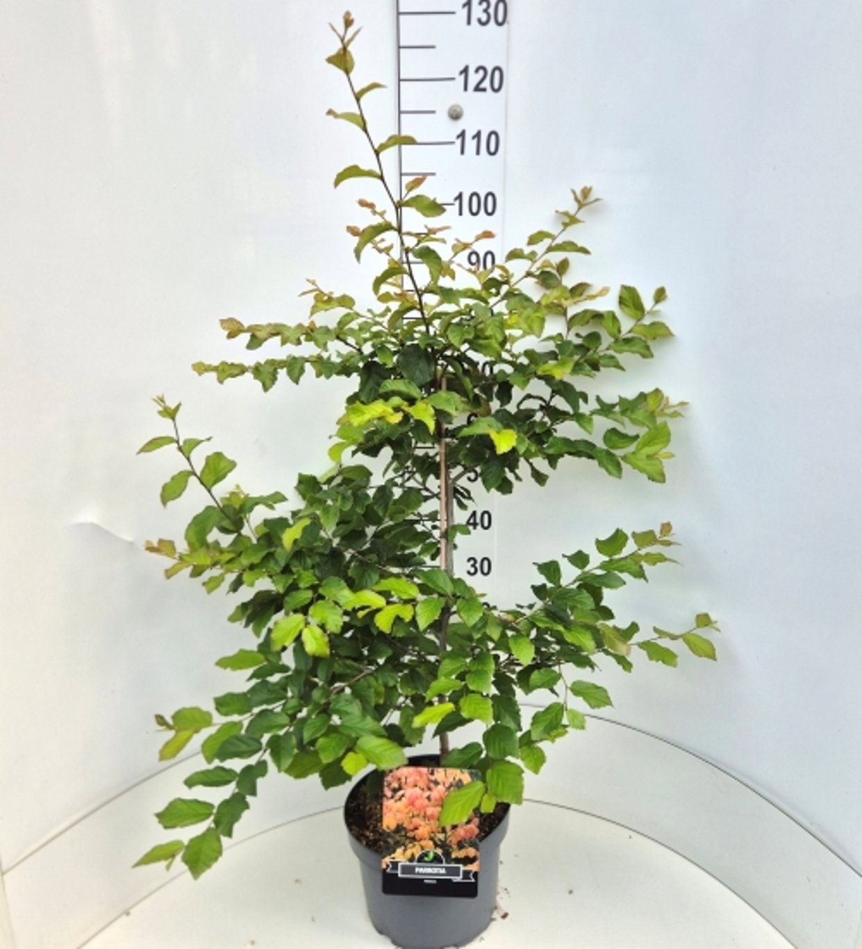 Parrotia persica