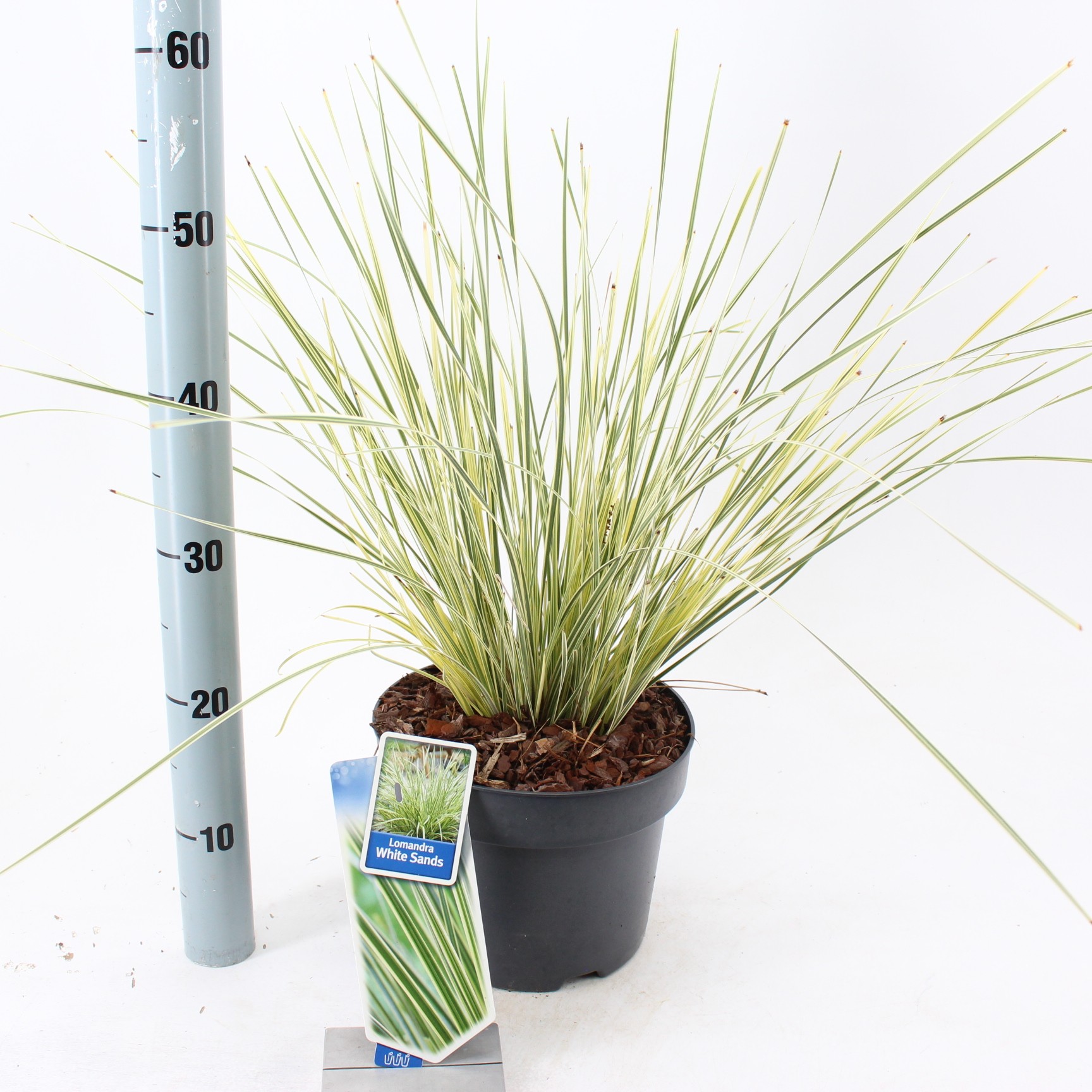 Picture of Lomandra longifolia White Sands P23 (5 Ltr) 55CM