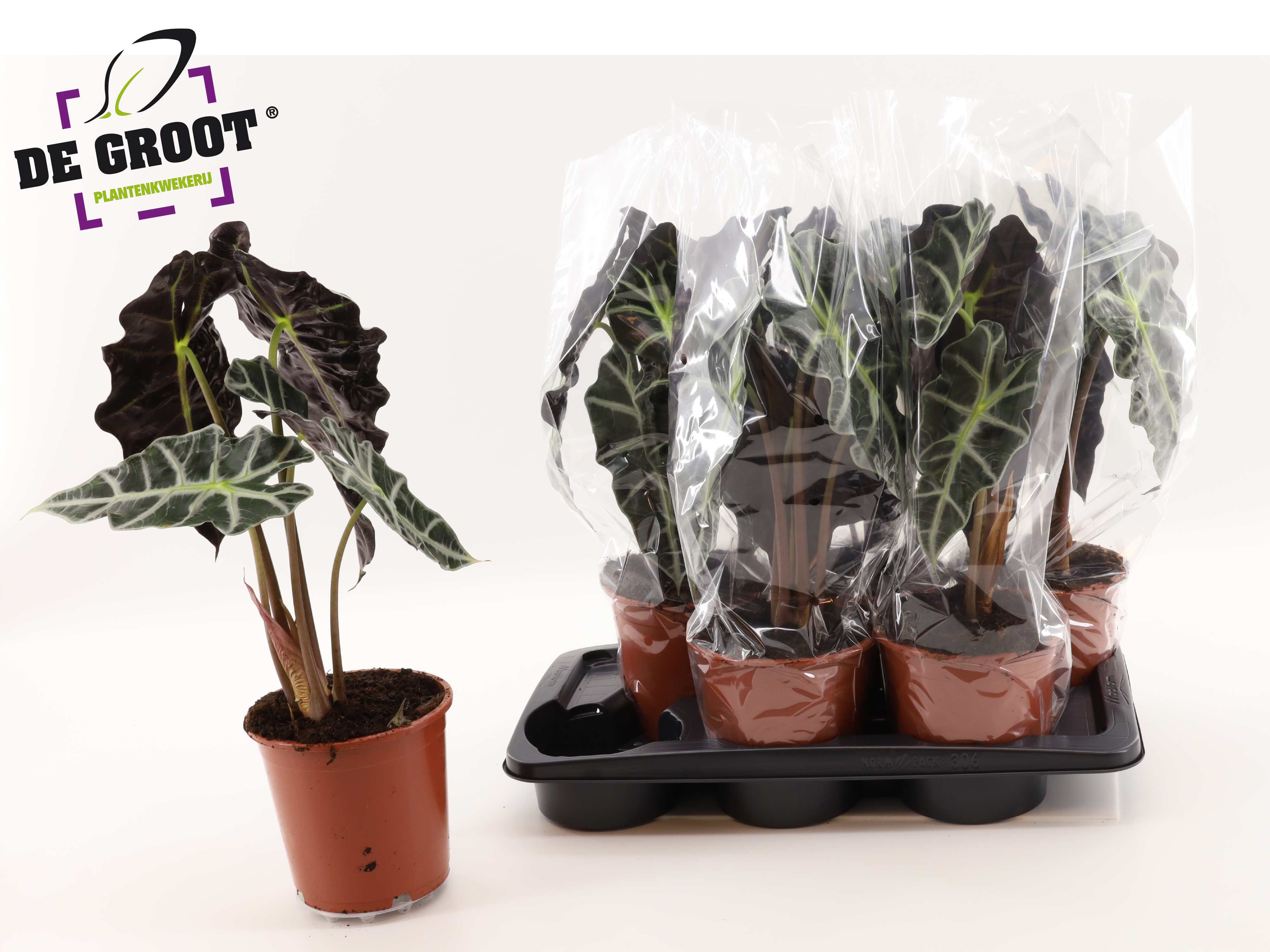 Aloc Polly 17P 50H 1stek