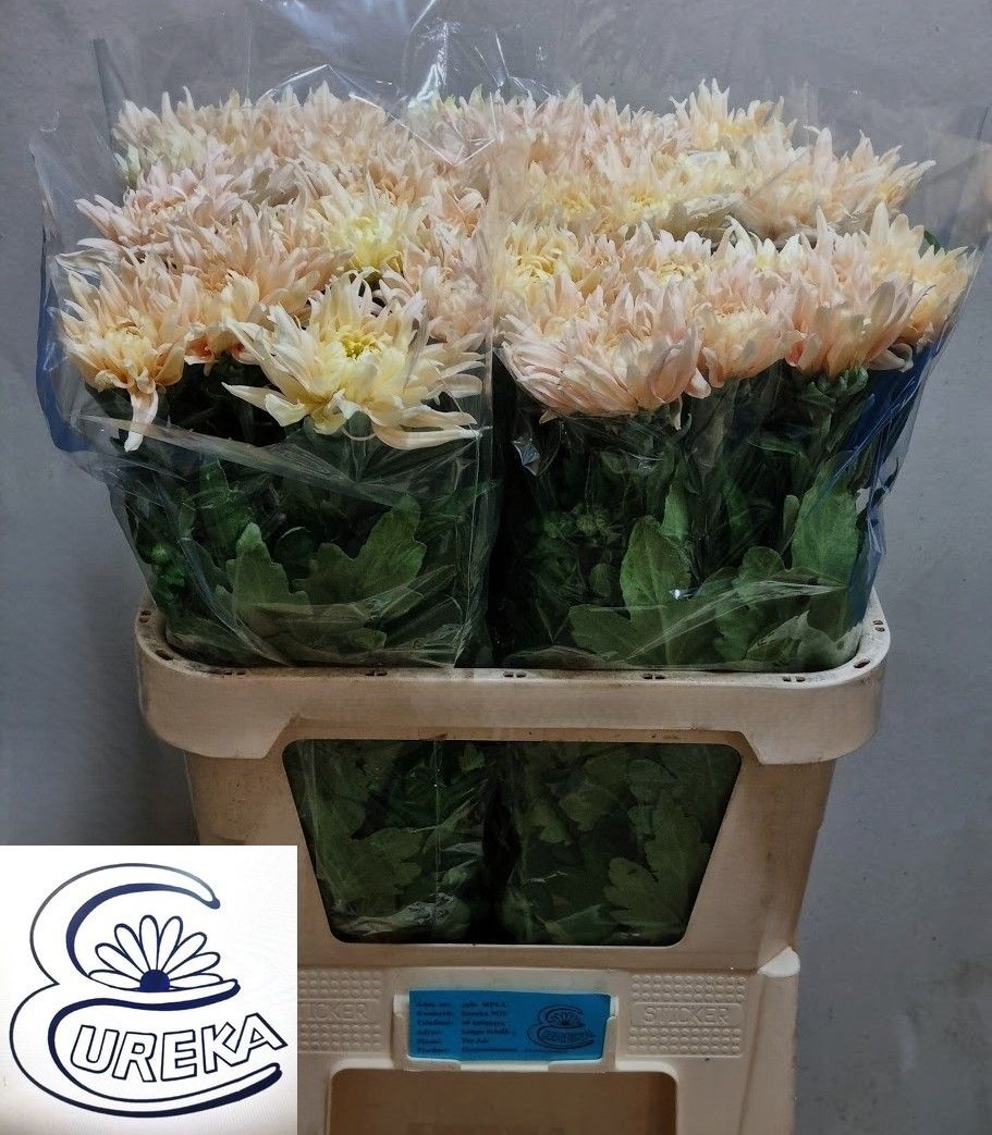 Chrys Single Avignon 80cm 85gram