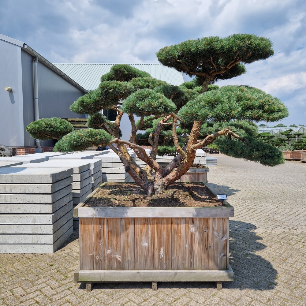 Picture of Pinus sylvestris Repens 150-X-150 BONSAI-225/250