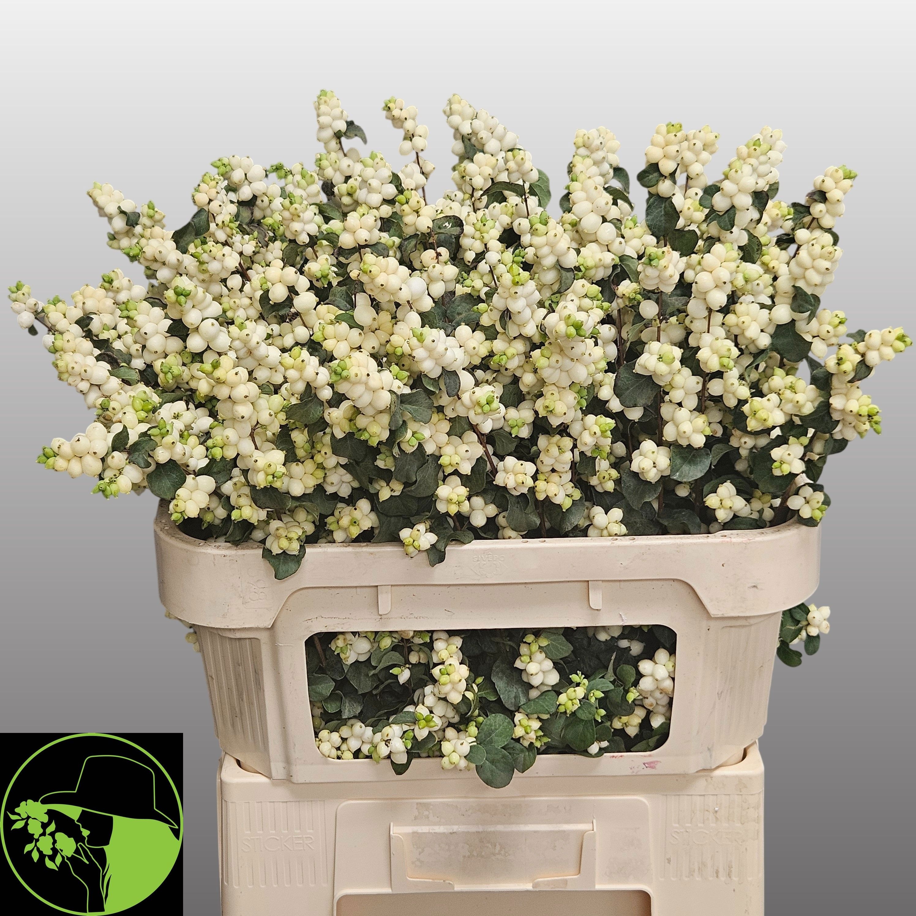 Sympho Mag Lemo Lime