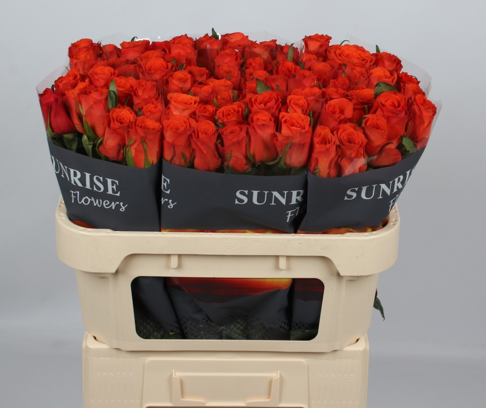Rosa Garfield+ 70cm
