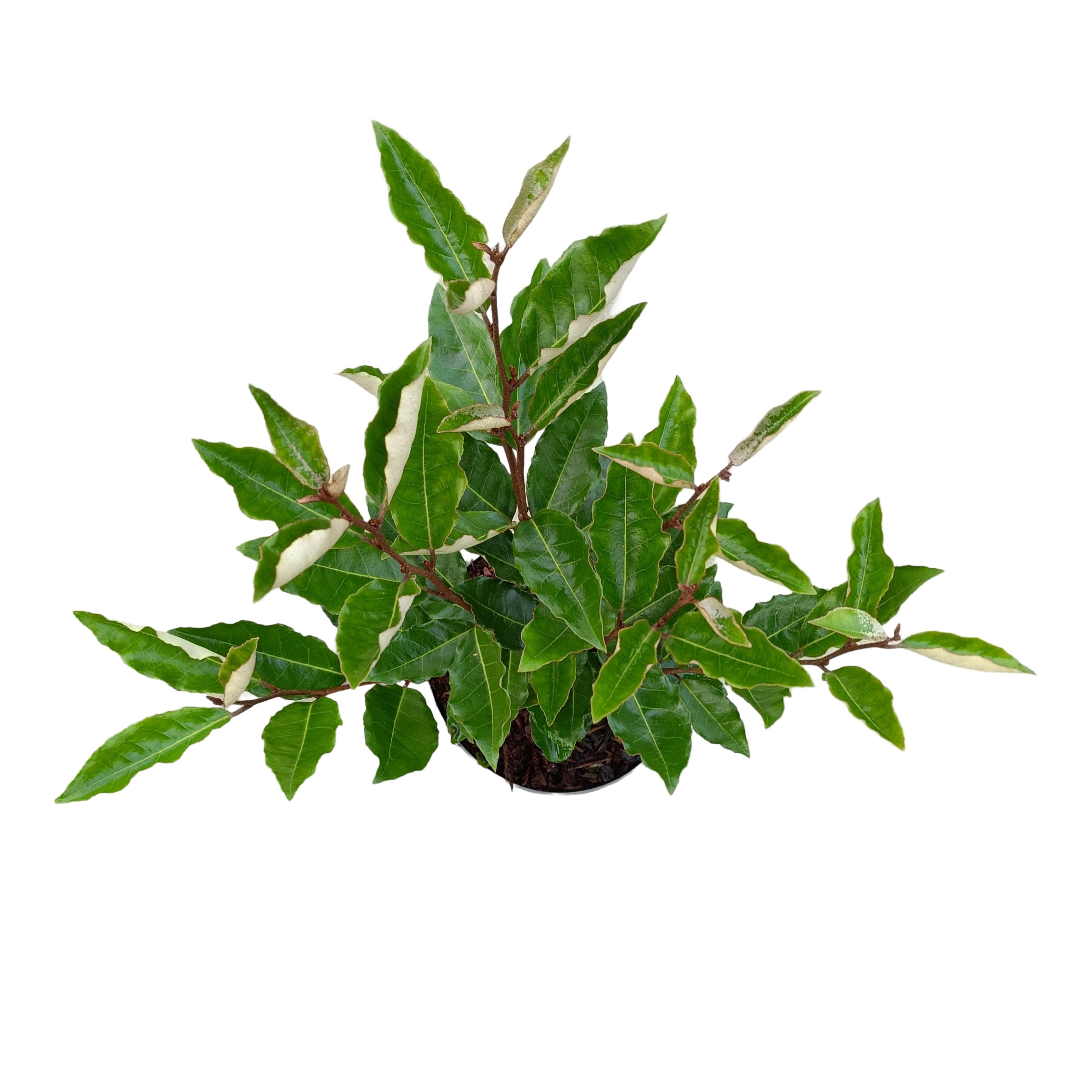 Picture of Elaeagnus ebbingei 'Compacta' C2