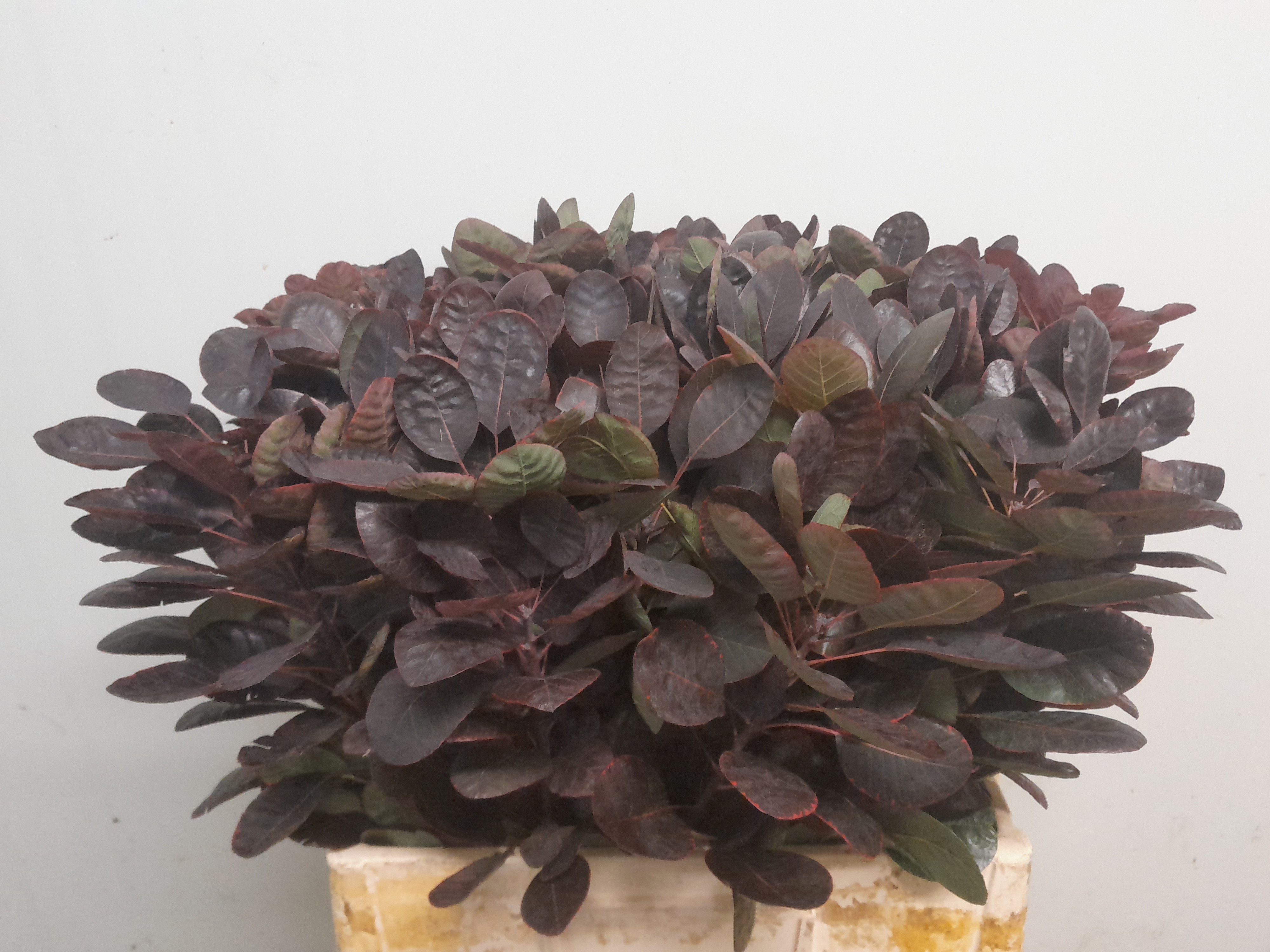 Coti C Royal Purple