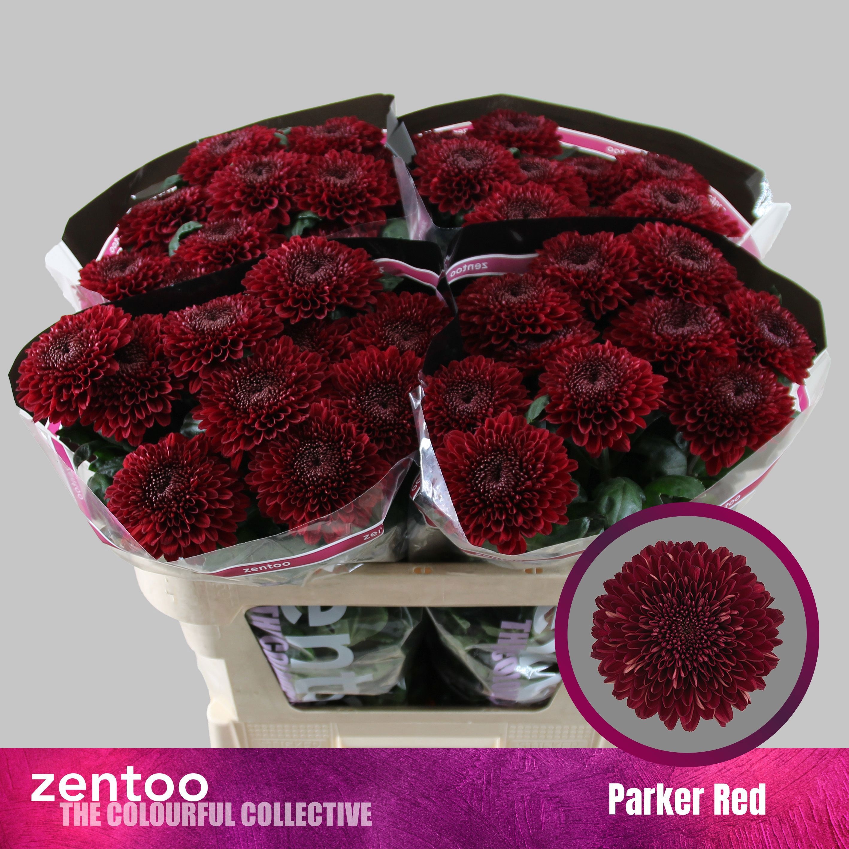 Chrys Single Parker Red 70cm 75gram
