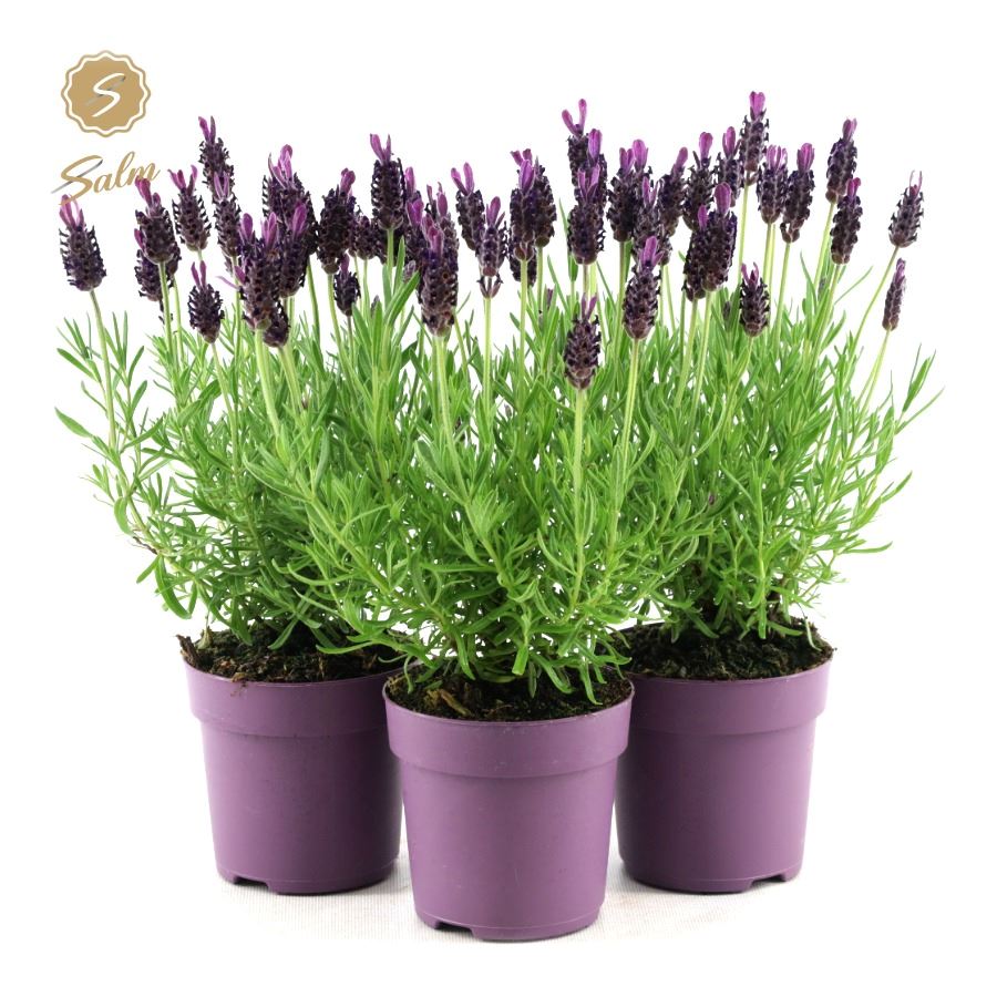 Picture of Lavandula st. 'Anouk'® Collection P10,5