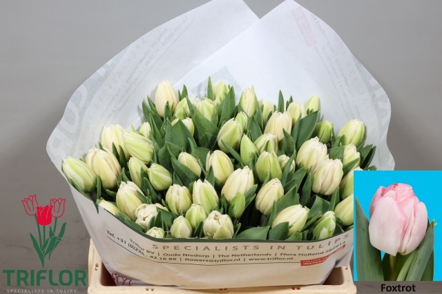 Tulipa Double Foxtrot 34cm 30gram