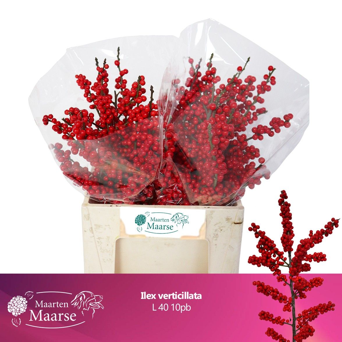 Ilex Verticlilata 40cm
