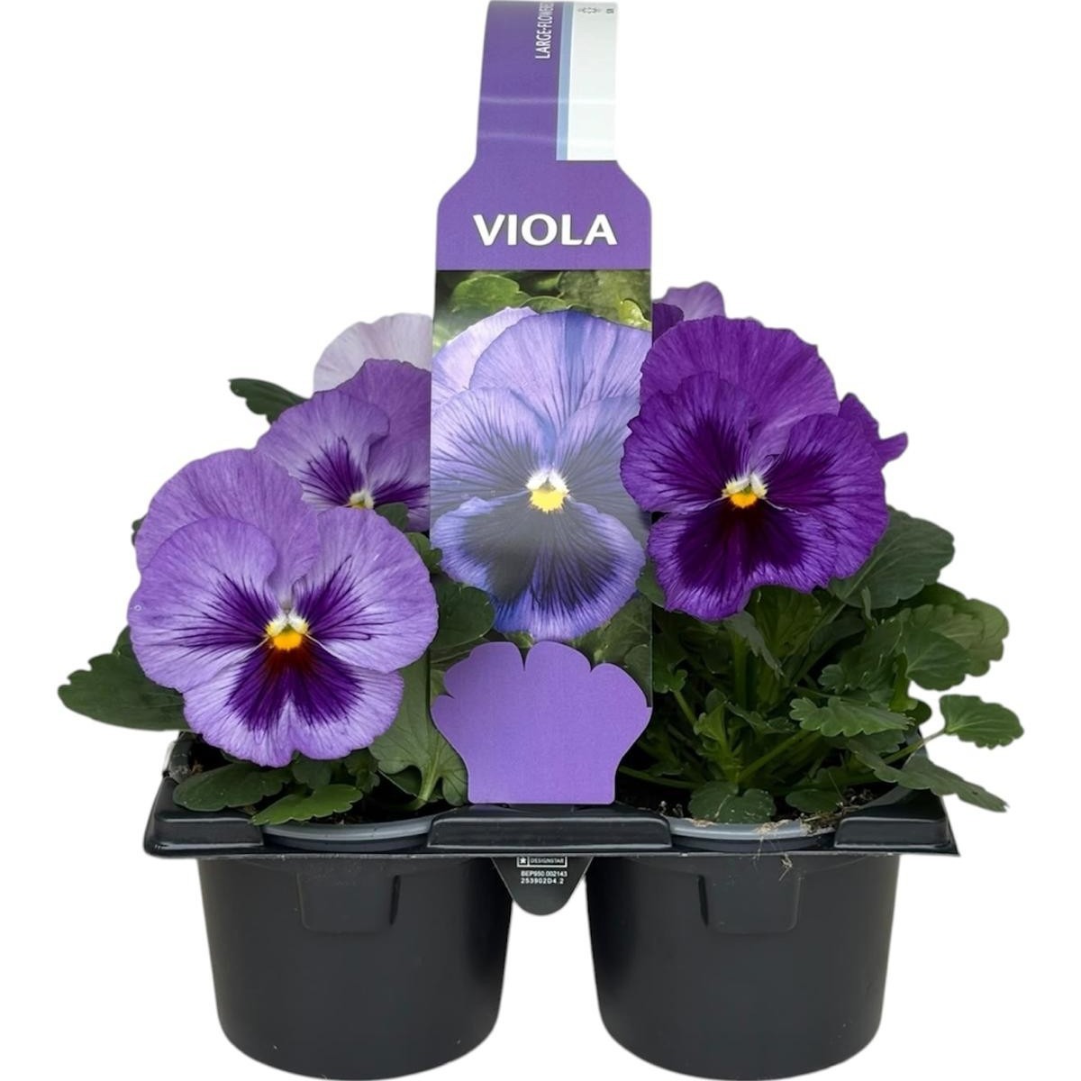 Viola Sixpack Viola F1 Lavender Blue Shades
