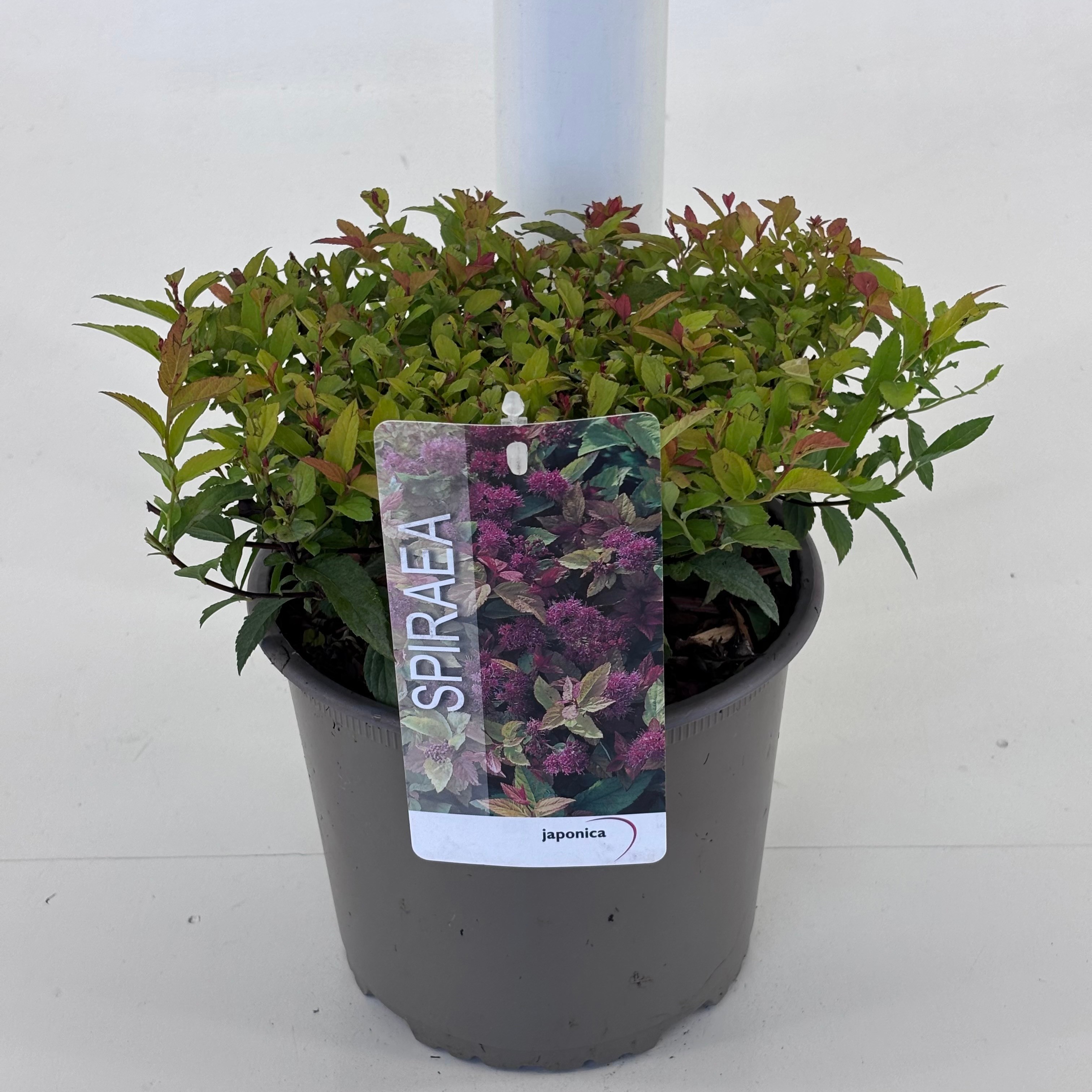 Spiraea bumalda 'Goldflame'
