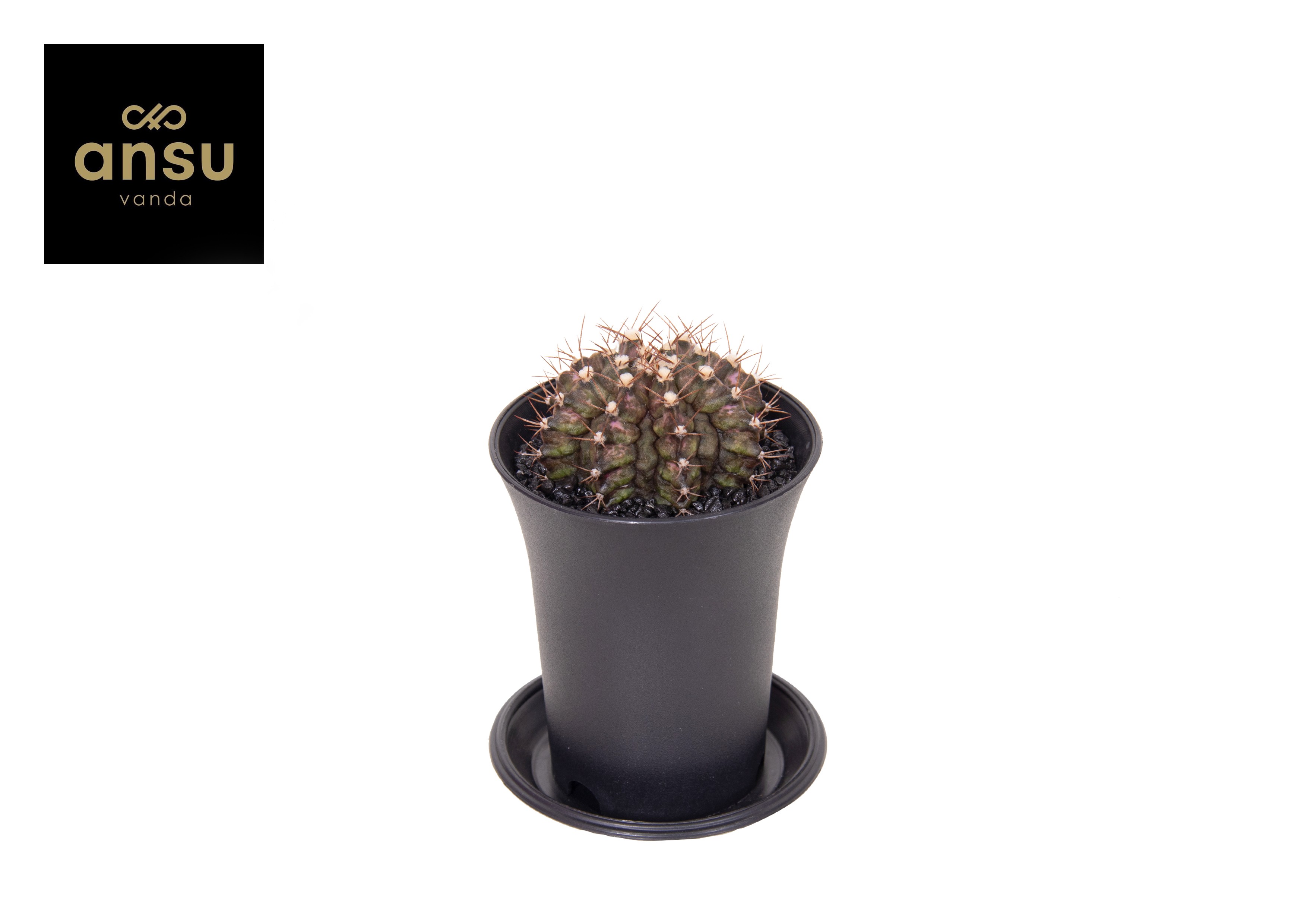 Picture of Gymno Cactus T-Rex Hybrid P7.5 13CM