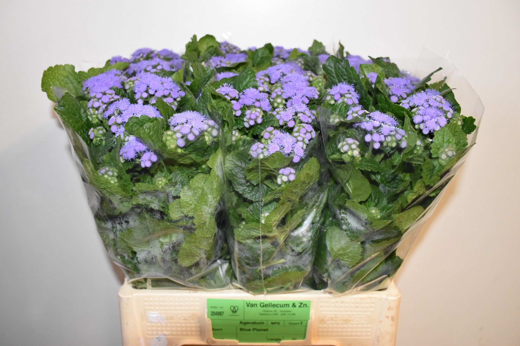 Ageratum Blue Planet 60cm
