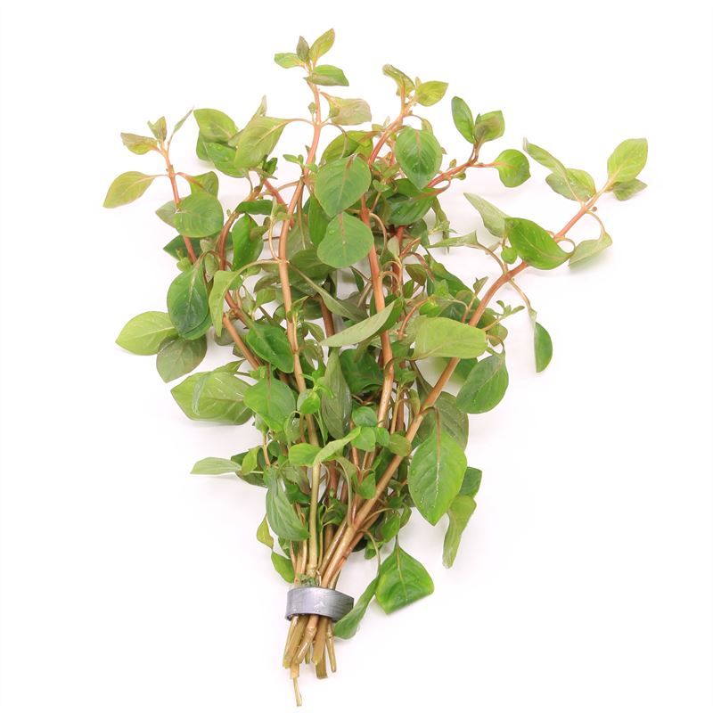 Ludwigia palustris rood (Bos)