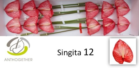 Anth A Singita