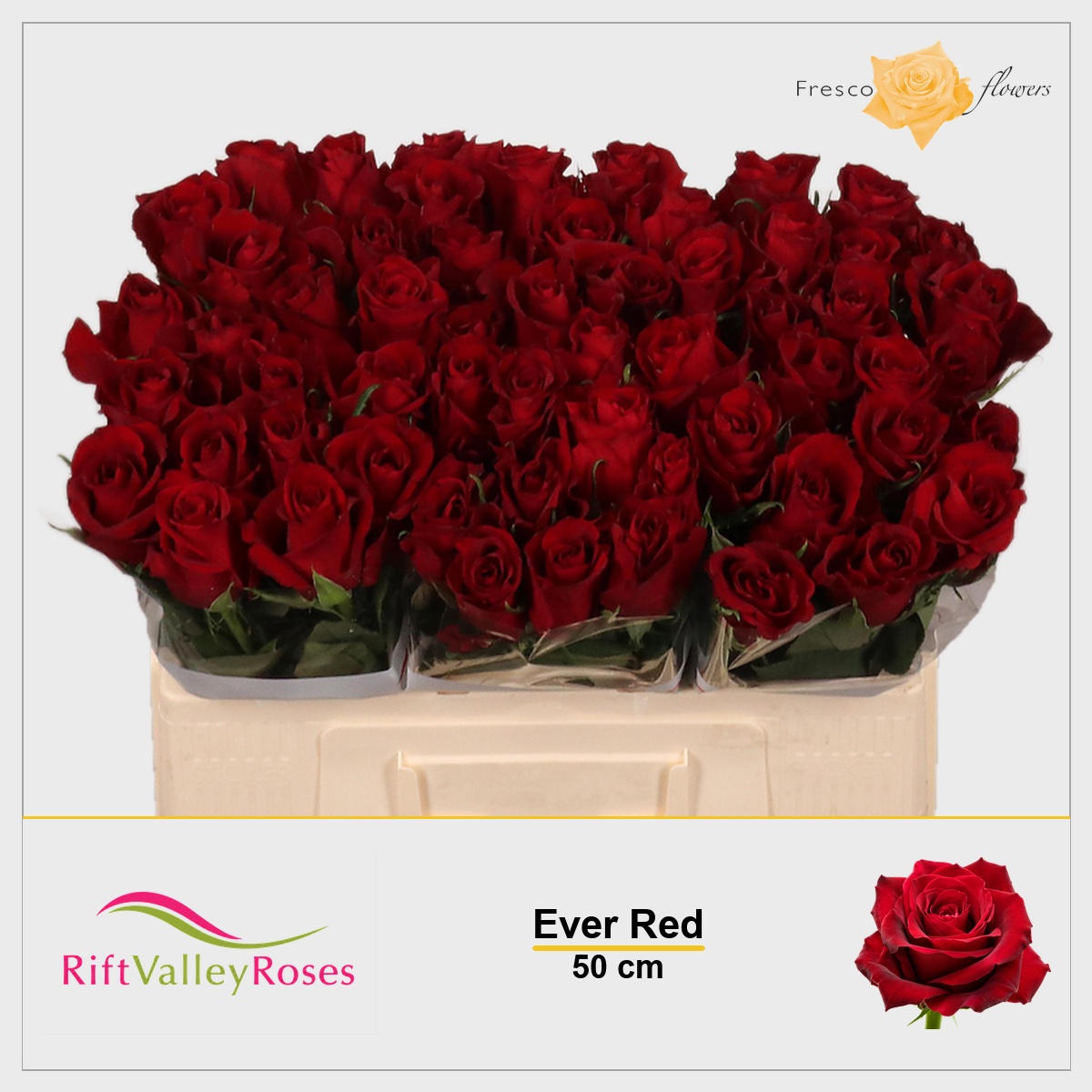 Rosa Ever Red 50cm