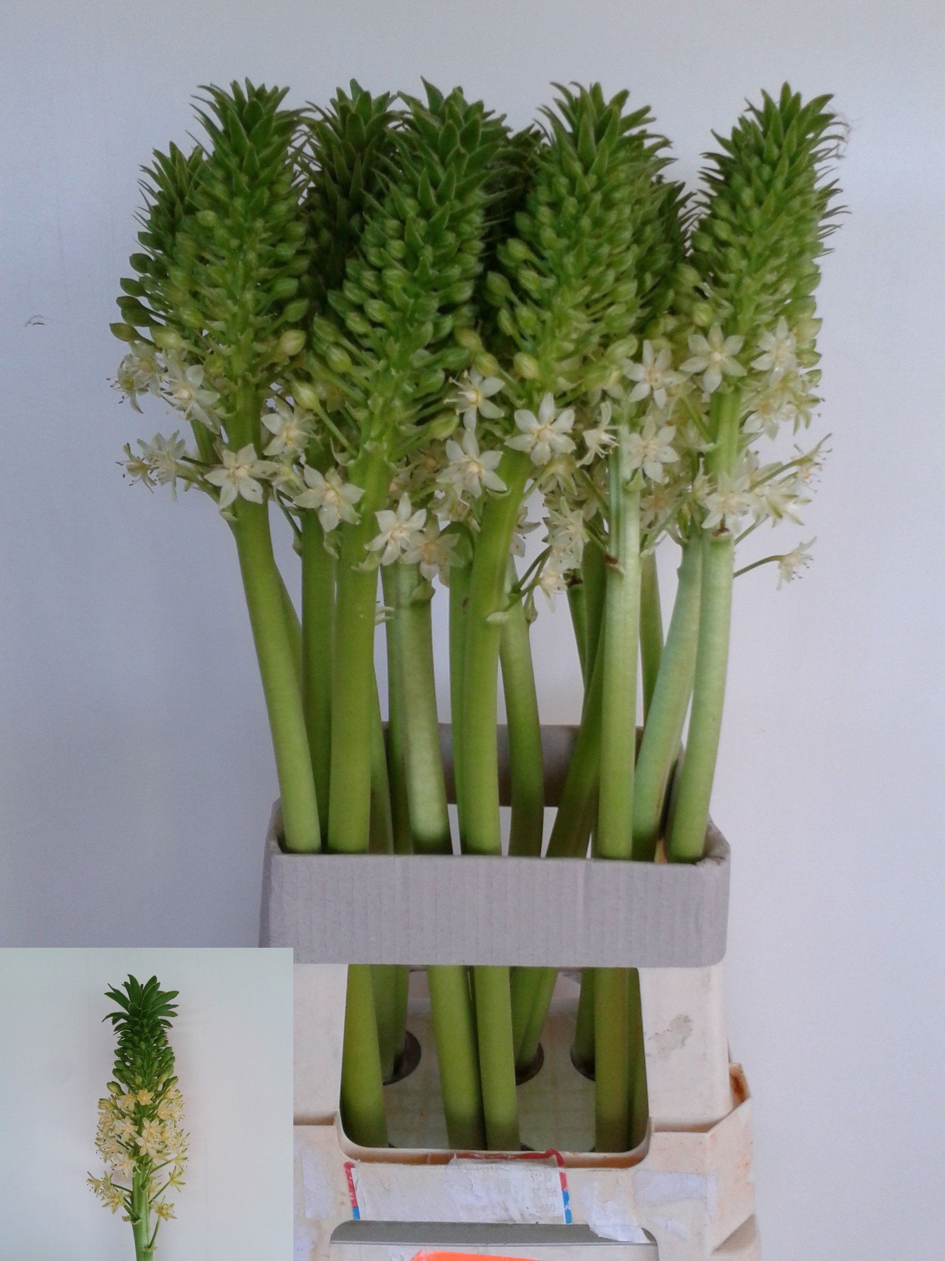 Eucomis P-e Goliath