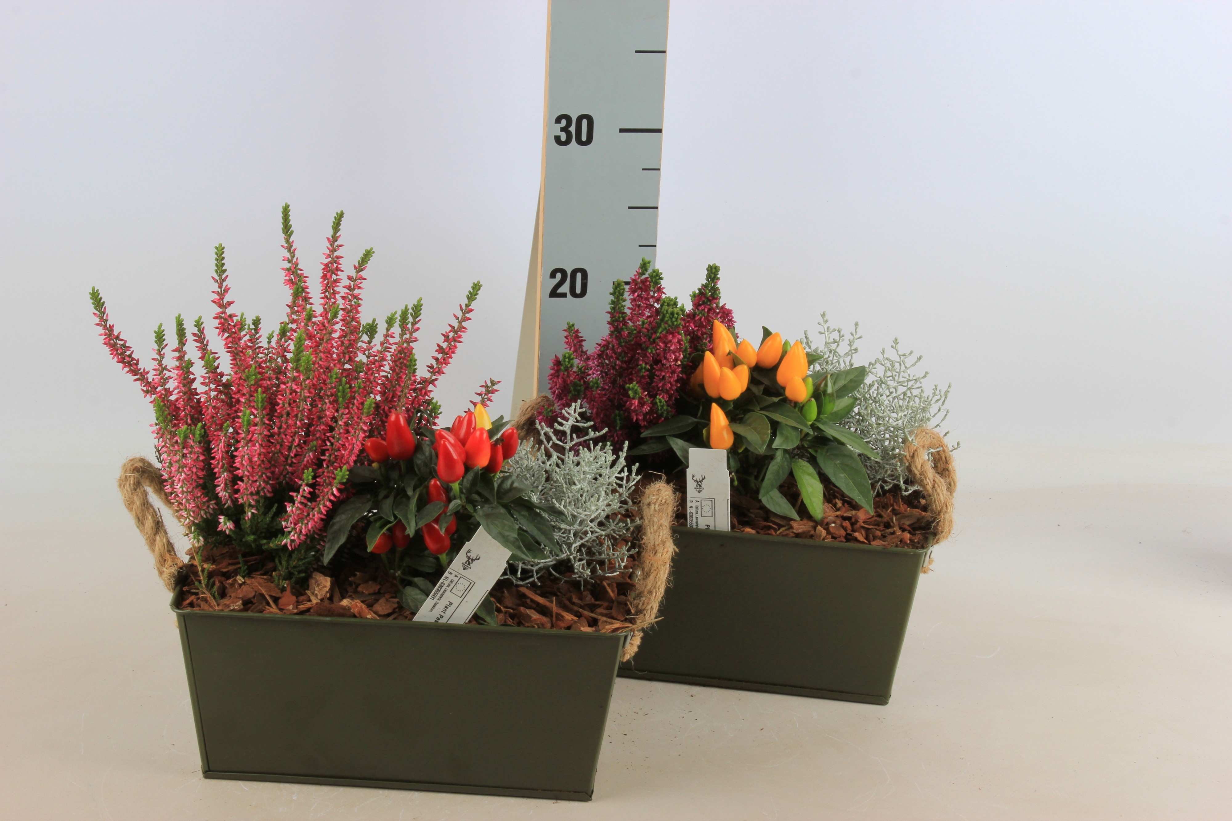 Arr Tuinplanten 25P 20cm 12bloei