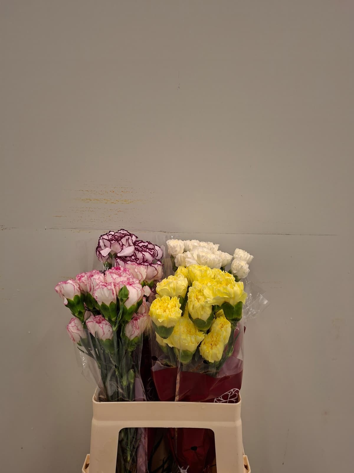 Dianthus St Mixed In Bucket 50cm