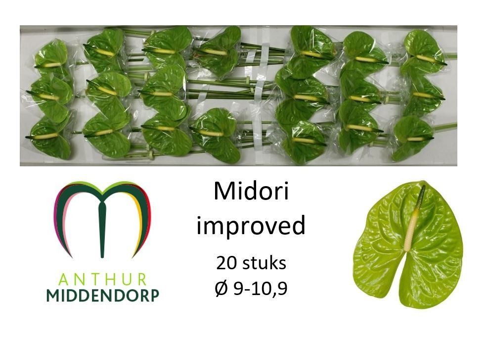 Anth A Midori Imp