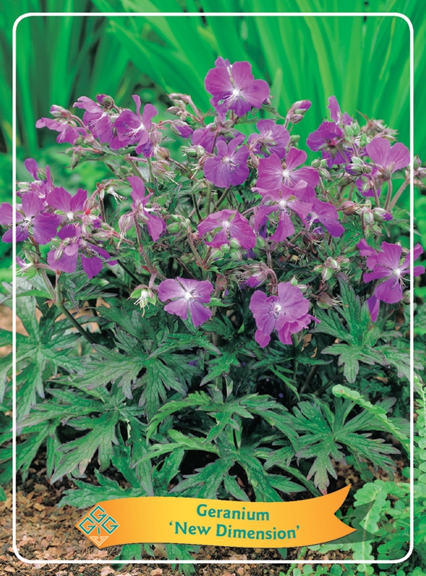 Picture of Geranium Mix 6x10 srt. per shelve P11